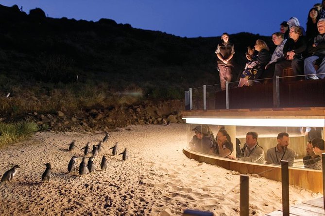 Wilson's Promontory & Phillip Island - 'Prom & Penguins' Tour - Lilly Pilly Gully: the optional rainforest add-on