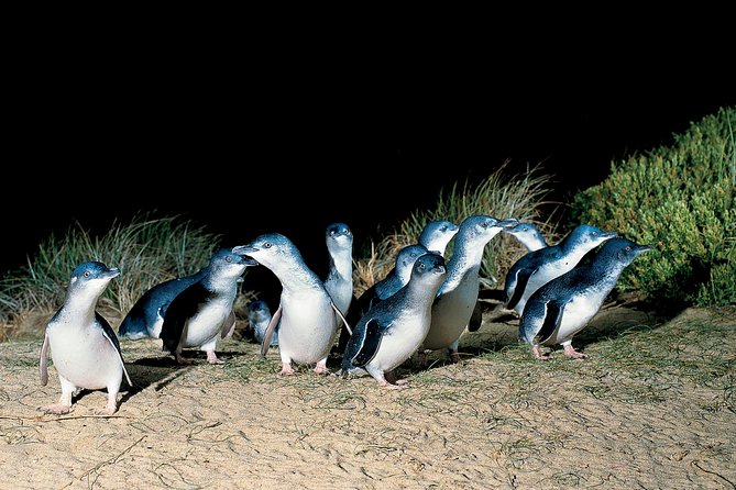 Wilson's Promontory & Phillip Island - 'Prom & Penguins' Tour - The Nobbies Centre boardwalk: dramatic coastal views in 20 minutes