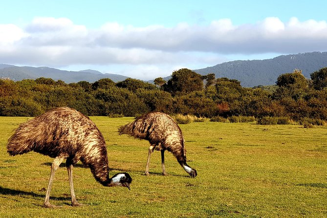 Wilson's Promontory & Phillip Island - 'Prom & Penguins' Tour - Phillip Island Nature Parks and the Penguin Parade with Penguin Plus tickets