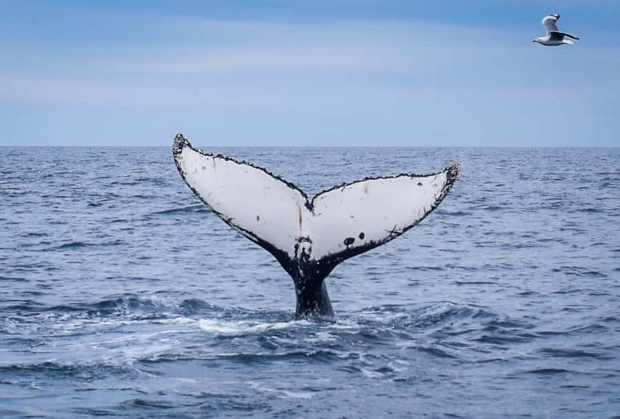 Wilsons Promontory: Whale Spotting Cruise with Lunch - Key things to know before you go