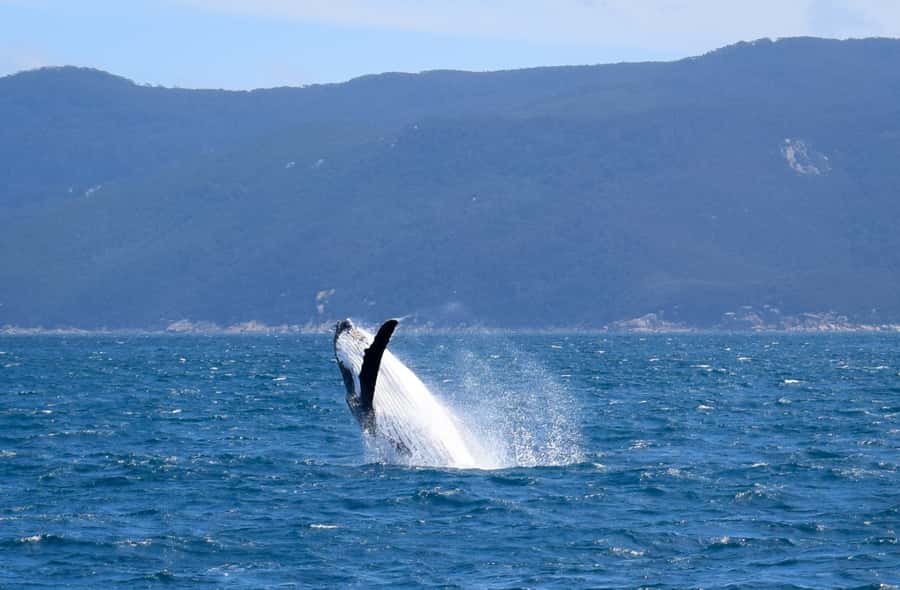 Wilsons Promontory: Whale Spotting Cruise with Lunch - The cruising route: Rabbit Island, Sealers Cove, and Refuge Cove