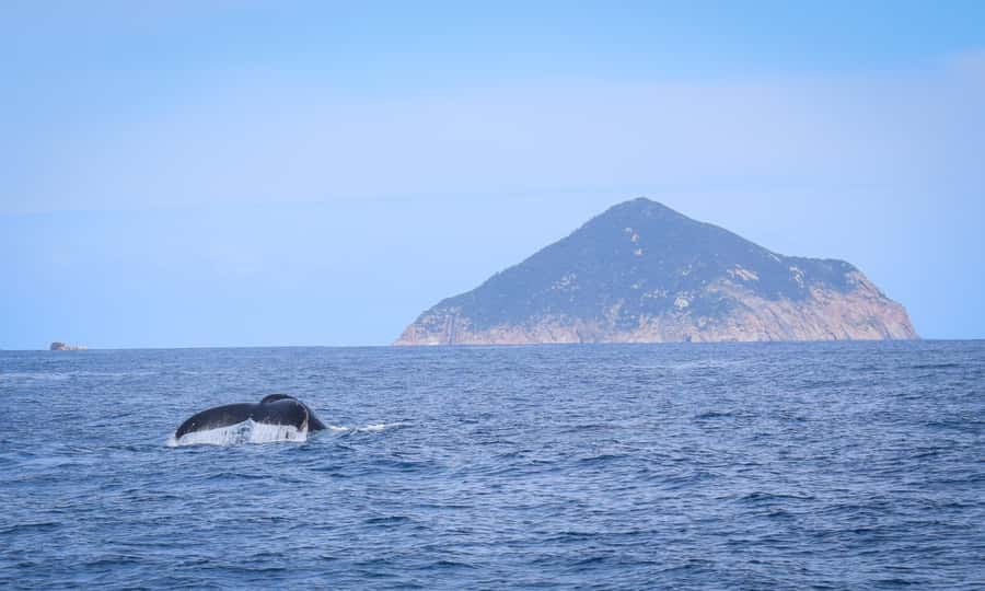 Wilsons Promontory: Whale Spotting Cruise with Lunch - Other wildlife moments: dolphins, fur seals, and seabirds