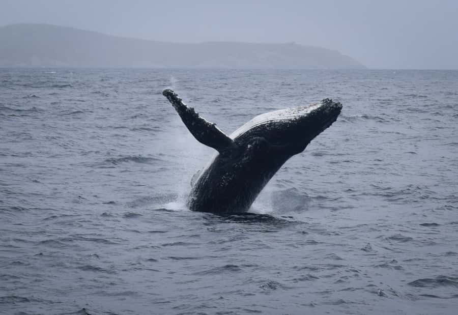 Wilsons Promontory: Whale Spotting Cruise with Lunch - Price and value: is $180 worth it?