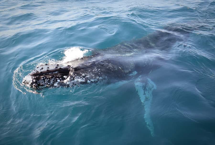 Wilsons Promontory: Whale Spotting Cruise with Lunch - Who this whale cruise suits best (and who should skip it)