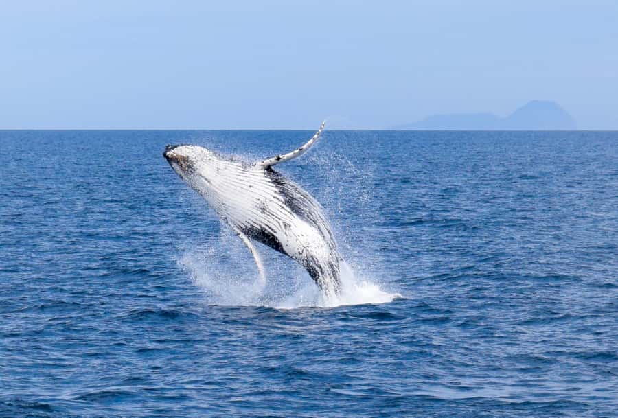 Wilsons Promontory: Whale Spotting Cruise with Lunch - Life onboard: captain commentary and the 6-hour rhythm