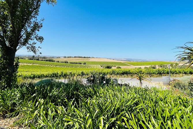 Wine Tasting and Lunch Private Tour in McLaren Vale - Private tour perks: pickup, your group only, and a calmer vibe