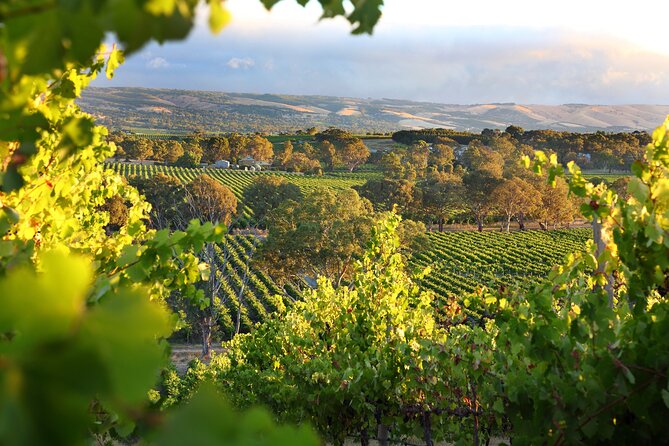 Wine Tour Yarra Valley Five Star Experience - Key Things That Make This Yarra Valley Day Work