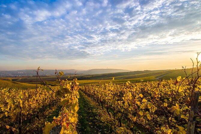Wine Tours Sydney - Southern Highlands Day Escape, Full Day Wine Tasting Tour - Key Highlights You’ll Actually Care About