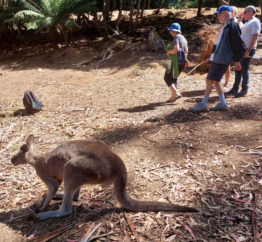 Wings Wildlife Park Burnie Shore Excursion - What you’re really buying in a 3-hour park visit