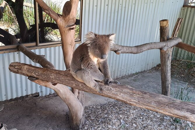 Wings Wildlife Park Shuttle, Burnie Shore Excursion - The bus ride: inland scenery, plus Leven River on the way back