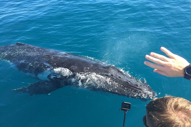 World class Whale Watching from Hervey Bay - Key highlights at a glance
