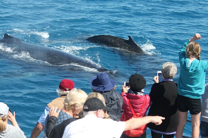 World class Whale Watching from Hervey Bay - Hervey Bay’s humpback season: when to go and what you’re chasing