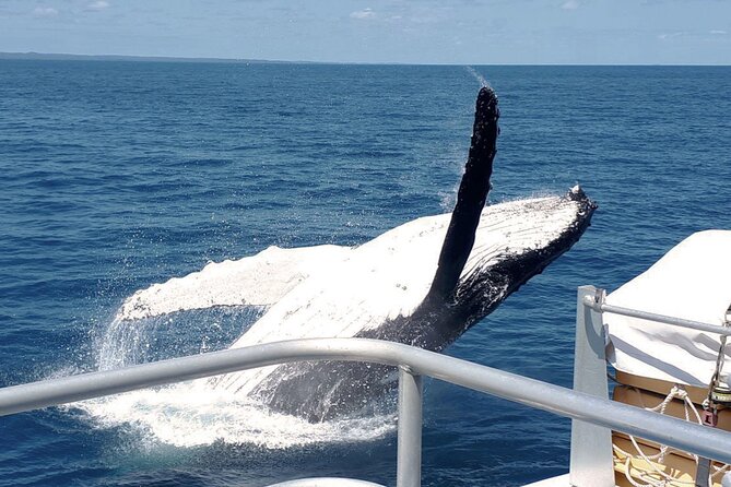 World class Whale Watching from Hervey Bay - MV Amaroo: three decks, 360 views, and a bar on board