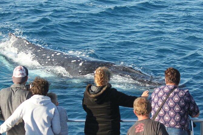 World class Whale Watching from Hervey Bay - The 4-hour rhythm: tea, whale search, and getting back to shore