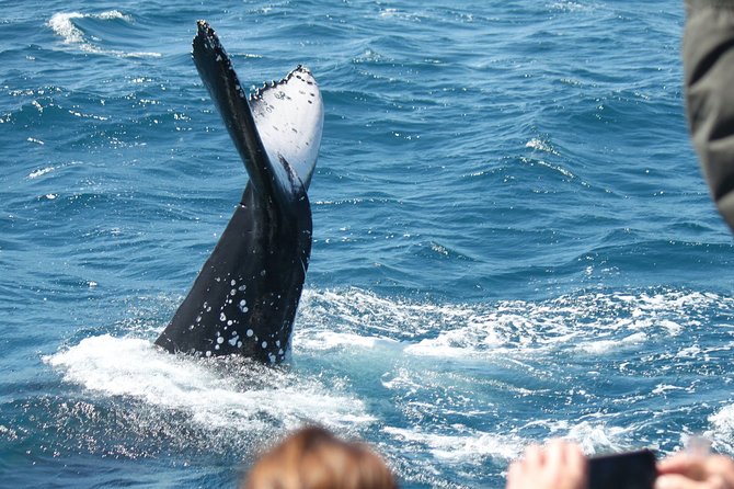 World class Whale Watching from Hervey Bay - Whale moments you should watch for: spy-hops to mugging