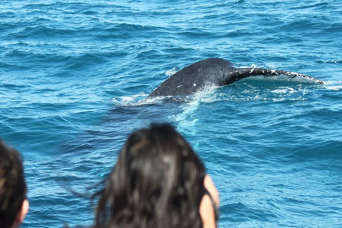 World class Whale Watching from Hervey Bay - Value check: $86.07, what’s included, and why it feels fair