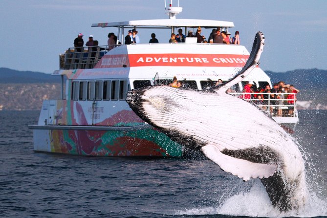 World class Whale Watching from Hervey Bay - Checking in at The Boat Club: café time and discounts