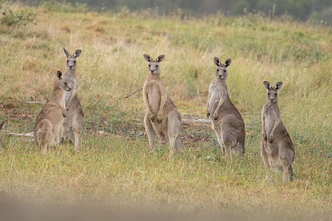 Yarra Valley by night! Private wine, whisky and dinner tour - Who this tour suits best (birthday, girls’ weekend, and spirit fans)
