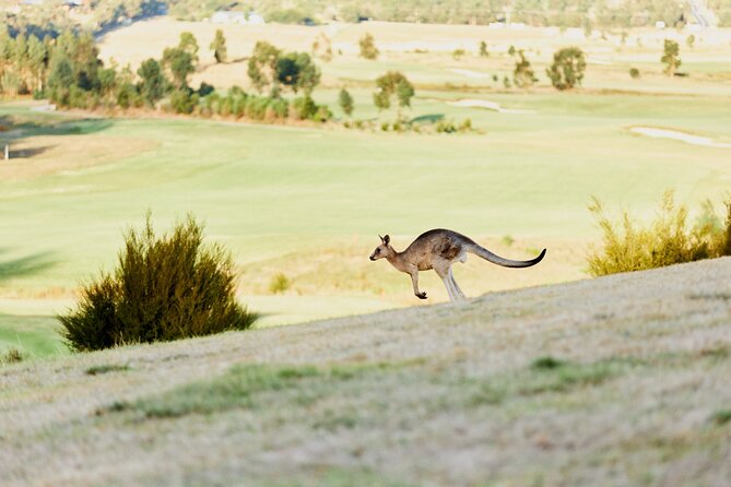 Yarra Valley Chandon Cheese & Sunset Kangaroos from Melbourne - Yering Station and cool-climate tasting in a historic vineyard setting