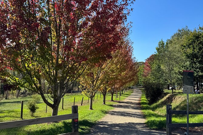 Yarra Valley Foodie Tour, Devonshire Tea, Cheese and Chocolate - Yarra Glen viewpoint: short, scenic, and actually useful