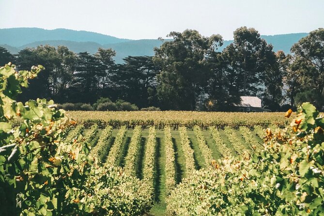 Yarra Valley luxe private tour with Champagne Brunch - Kangaroos in their natural habitat: the day gets a break from wine