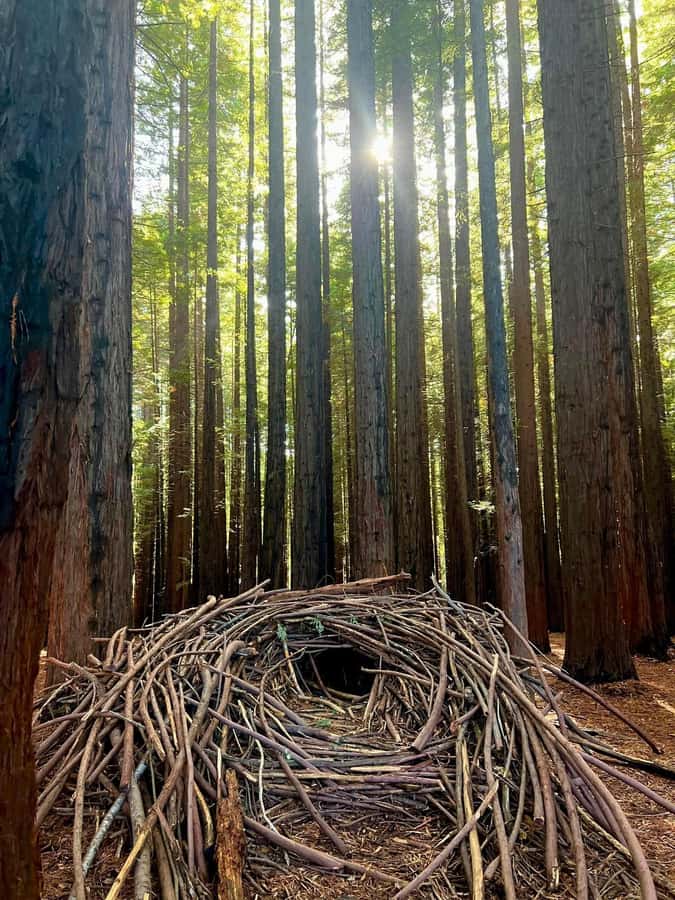 Yarra Valley | Redwoods, Wildlife, Wine, Chocolate - Key Things That Make This Tour Worth Your Day