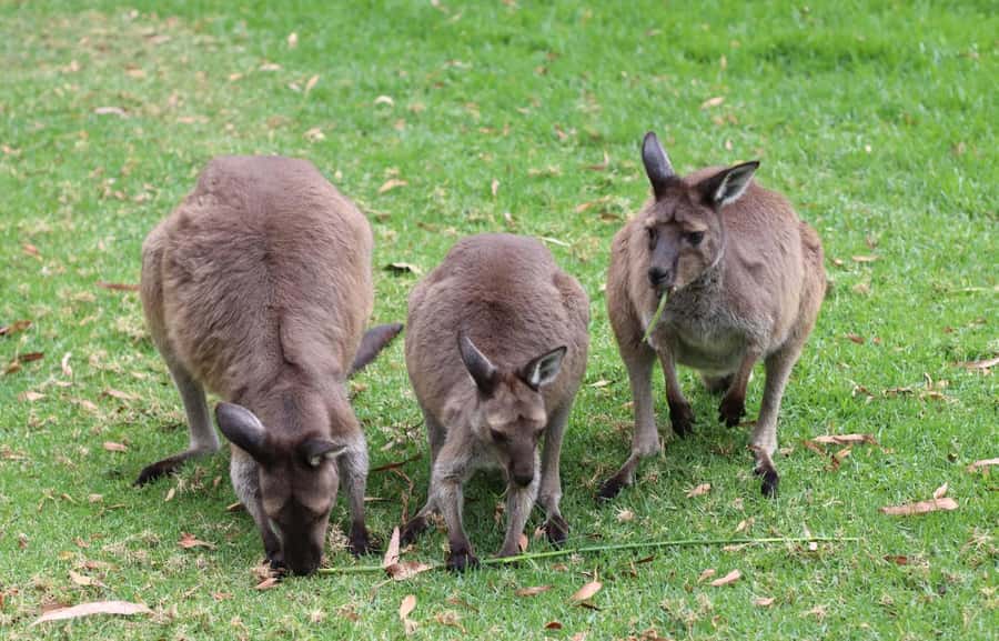Yarra Valley | Redwoods, Wildlife, Wine, Chocolate - Cement Creek Redwood Forest (Warburton): Walking Among the 55-Metre Giants