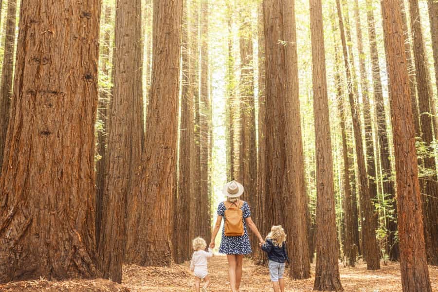 Yarra Valley | Redwoods, Wildlife, Wine, Chocolate - Starting at Queen Victoria Market: Convenient, Central, Easy to Find