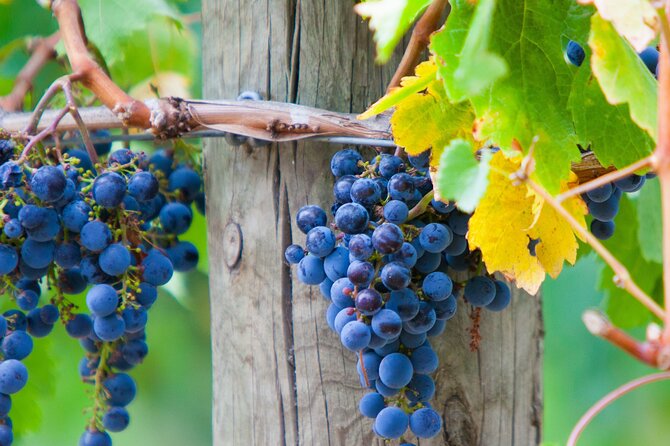 Yarra Valley Wine Tour inc lunch with a glass of wine, tastings and chocolate - Price And Value: Why $125.52 Can Make Sense For A Full Day