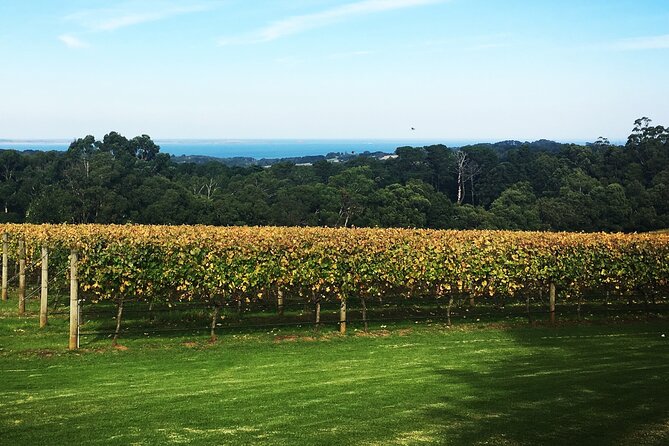 Yarra Valley Wine Tour inc lunch with a glass of wine, tastings and chocolate - Pacing, Photo Stops, And How Dane Keeps The Day Moving