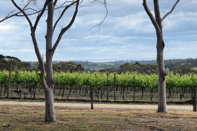 Yarra Valley Wine Tour inc lunch with a glass of wine, tastings and chocolate - Chocolate At Yarra Valley Chocolaterie: The Sweet Finish You’ll Remember