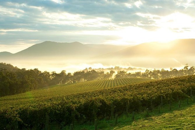 Yarra Valley Wine & Wildlife - Private Regional Tour - Gourmet morning tea and lunch that fit the day’s rhythm