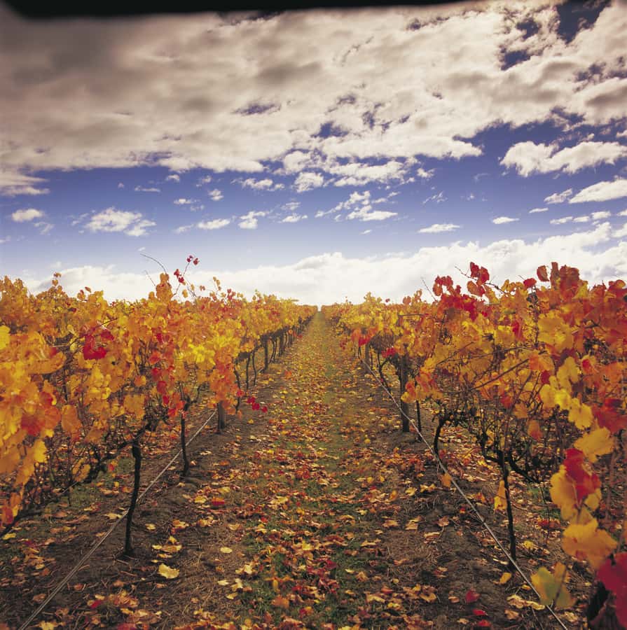 Yarra Valley: Winery Tour with Lunch at Yering Station - Getting to the valley: Melbourne pickup and a comfy small-group rhythm