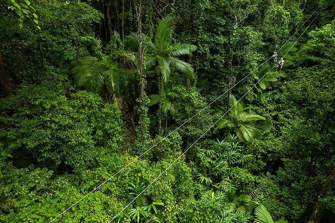 Ziplining Cape Tribulation with Treetops Adventures - Quick hits before you go