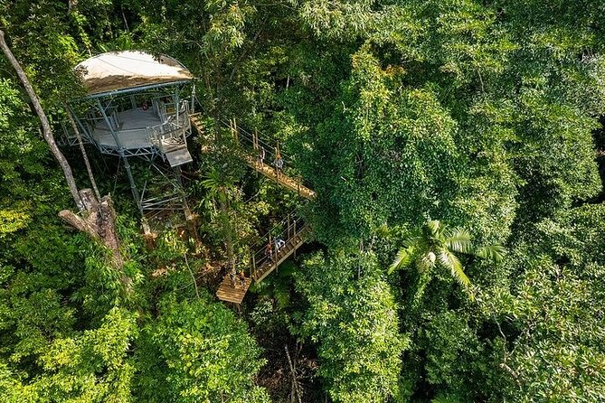 Ziplining Cape Tribulation with Treetops Adventures - Ziplining 49 feet over the Daintree canopy