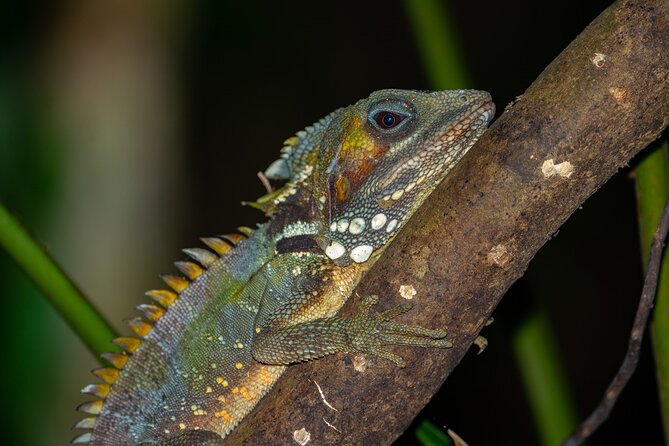 Ziplining Cape Tribulation with Treetops Adventures - Daintree National Park stop: what you’re learning while you fly