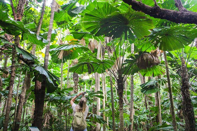 Ziplining Cape Tribulation with Treetops Adventures - Where it starts: Cape Tribulation Rd and the shuttle ride