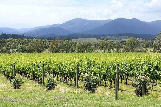 Yarra Valley Wine Day Tour - Why the guides make this feel like more than just stops on a map