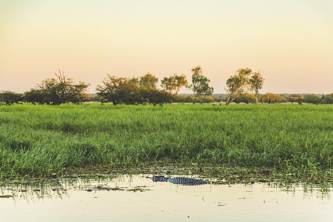 Yellow Water Cruise - Kakadu - Wildlife spotting: your best odds for crocs, eagles, and birds