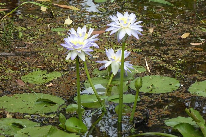 Yellow Water Cruise - Kakadu - 1.5 hours vs 2 hours: what extra time actually buys you